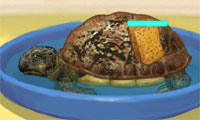 Turtle Care